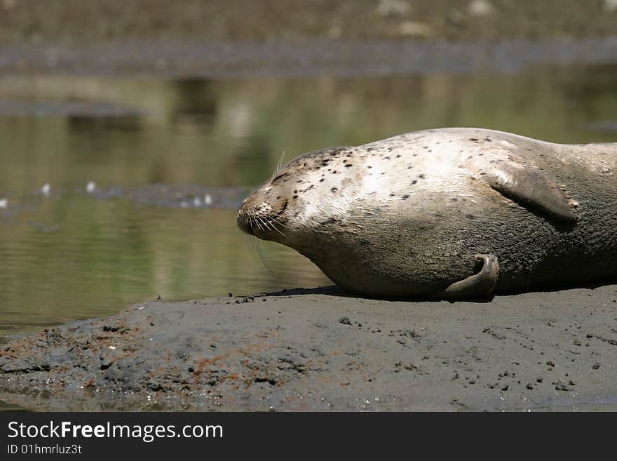 Smiling Seal