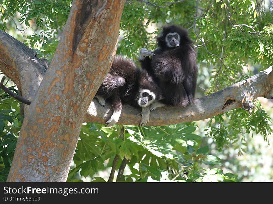 A 25 year-old female and 23 year-old female gibbon, with the female grooming the male. A 25 year-old female and 23 year-old female gibbon, with the female grooming the male.