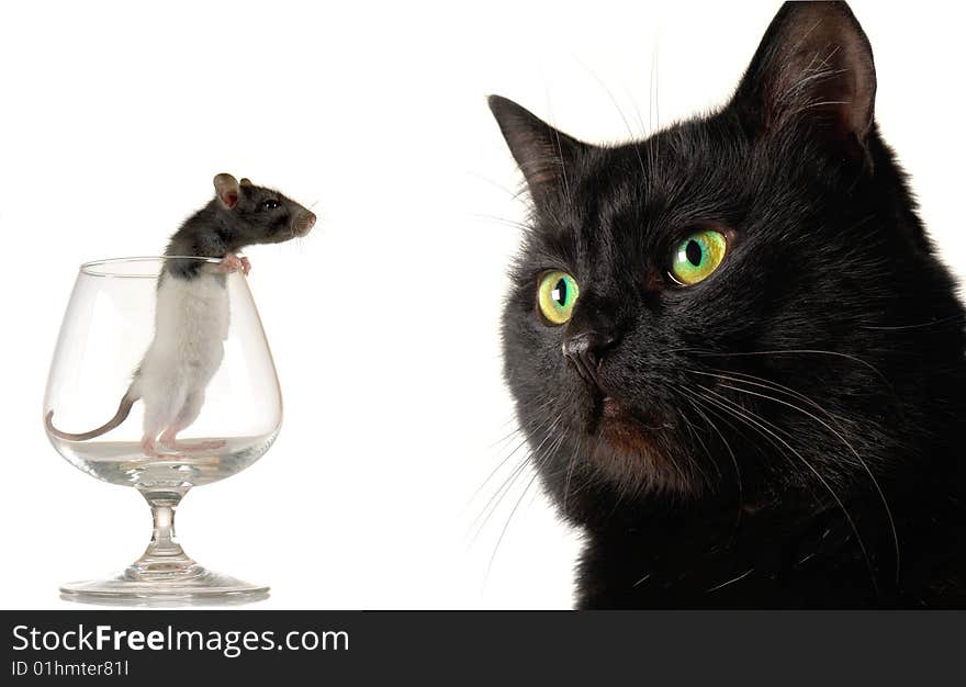 Cat and rat on a white background