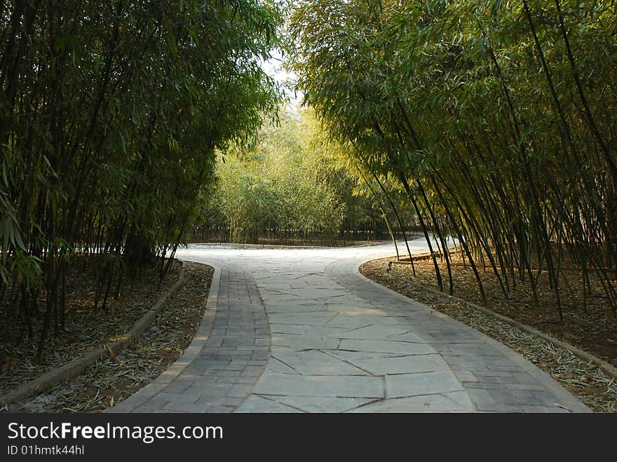 A bamboo forest in a park