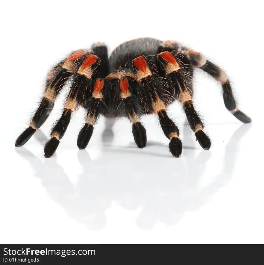 Mexican redknee tarantula