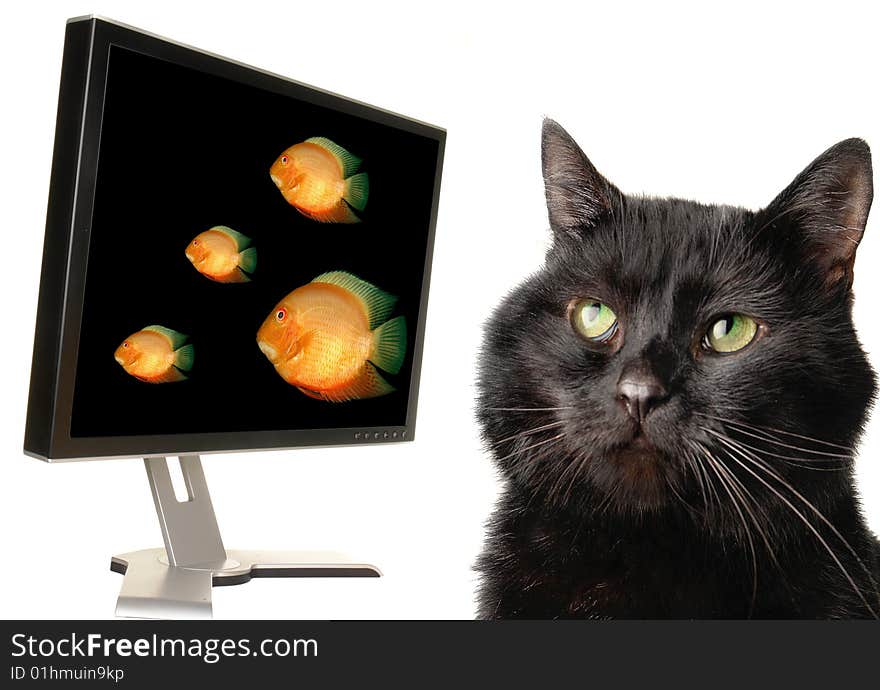 Black cat on a white background