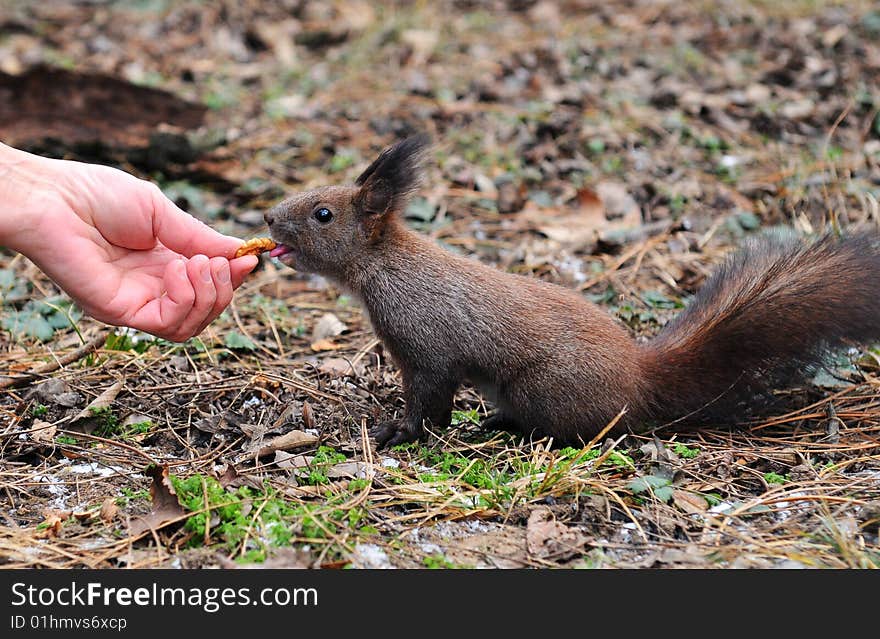 Hand feeding a red squirrel with nuts