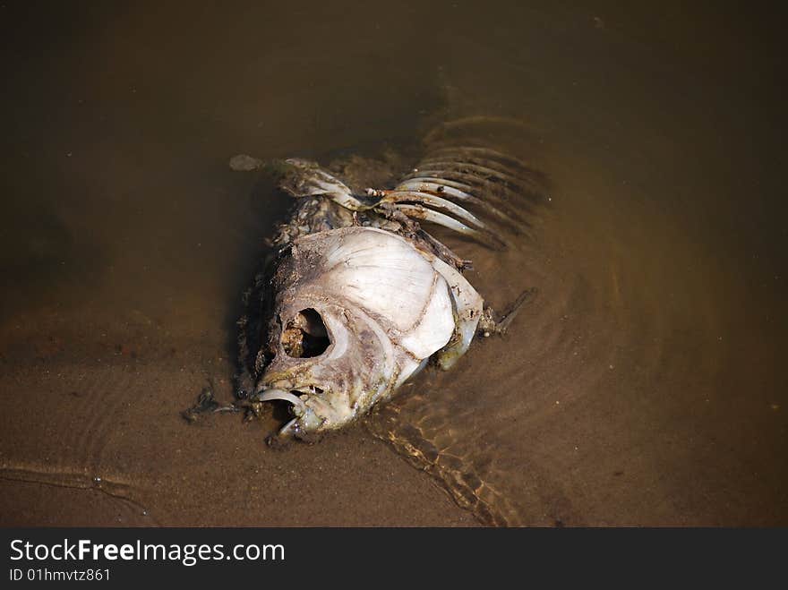 Dead fish in a lake. Dead fish in a lake