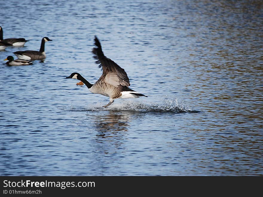 Canadian goose making a splash landing. Canadian goose making a splash landing