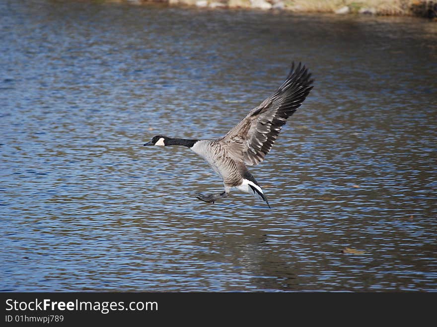 Canadian goose landing in a lake