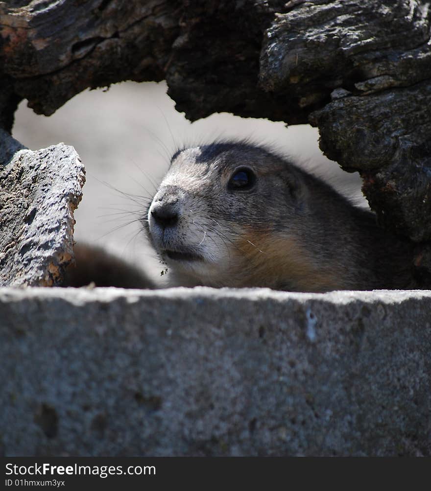 Prairie dog peaking out a hole.