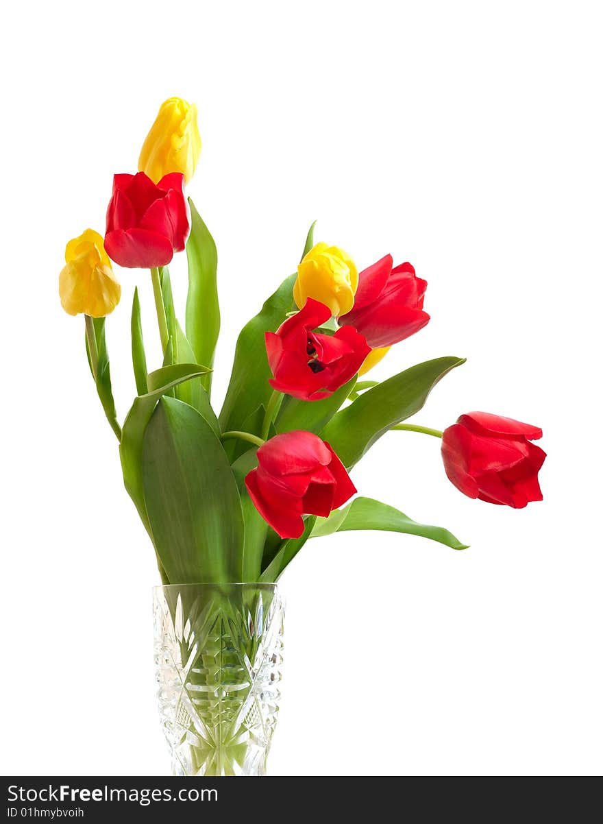 Red and yellow tulips isolated on white