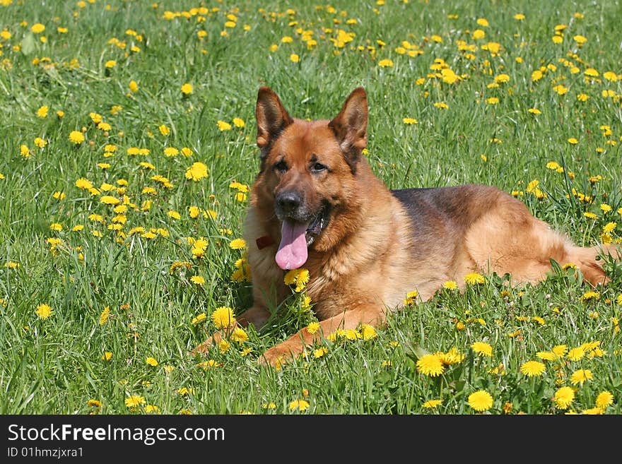 German Shepard in the grass