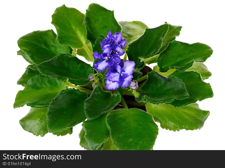 Violet houseplant isolated on white background