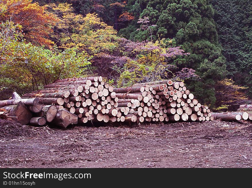 A pile of logs recently harvested