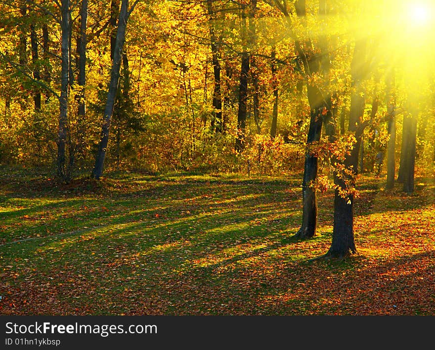 Autumn in the park on sunny day