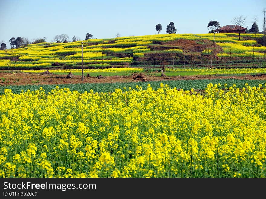 Pengzhou, China: Fields of Yellow Rapeseed