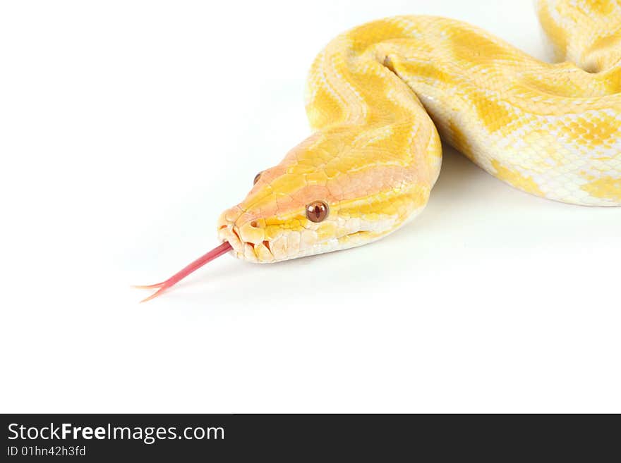 Albino python