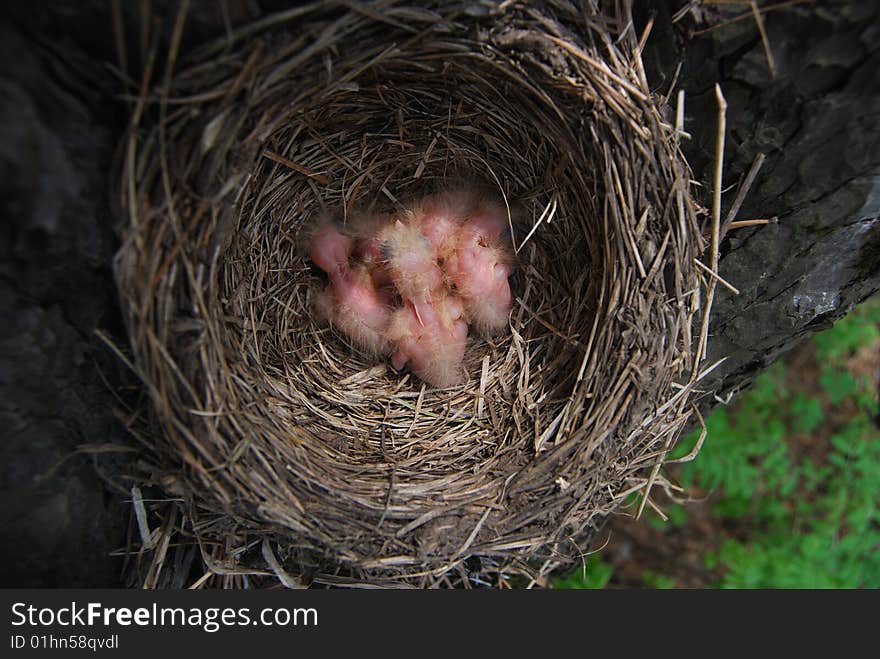 Nestlings in a jack on a tree