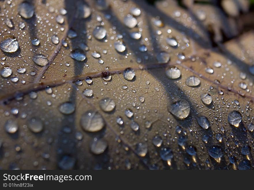 Leaf closeup texture with dew drops