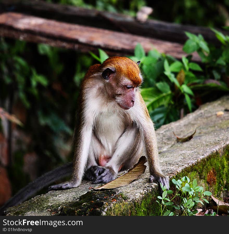 Cynomolgus monkey