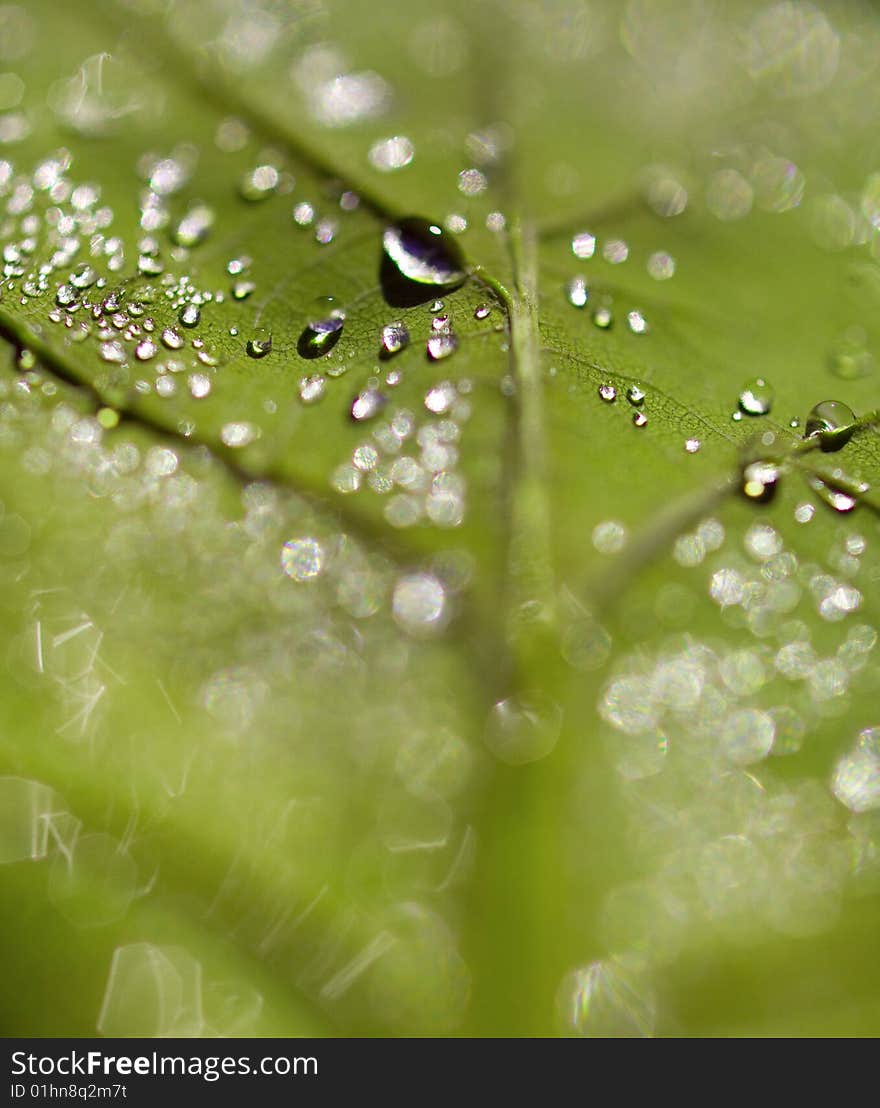 Leaf closeup texture with drops. Leaf closeup texture with drops