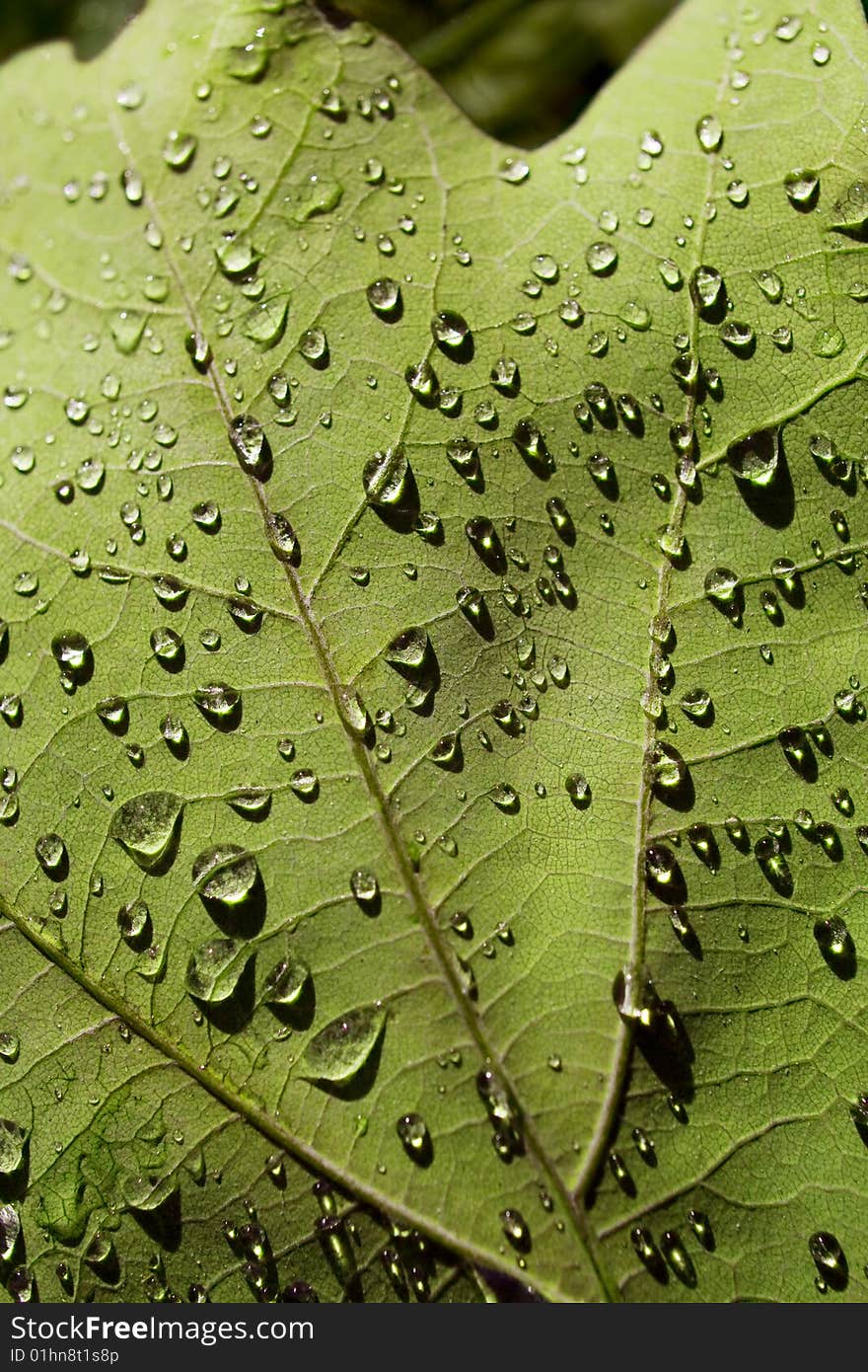 Leaf closeup texture with dew drops