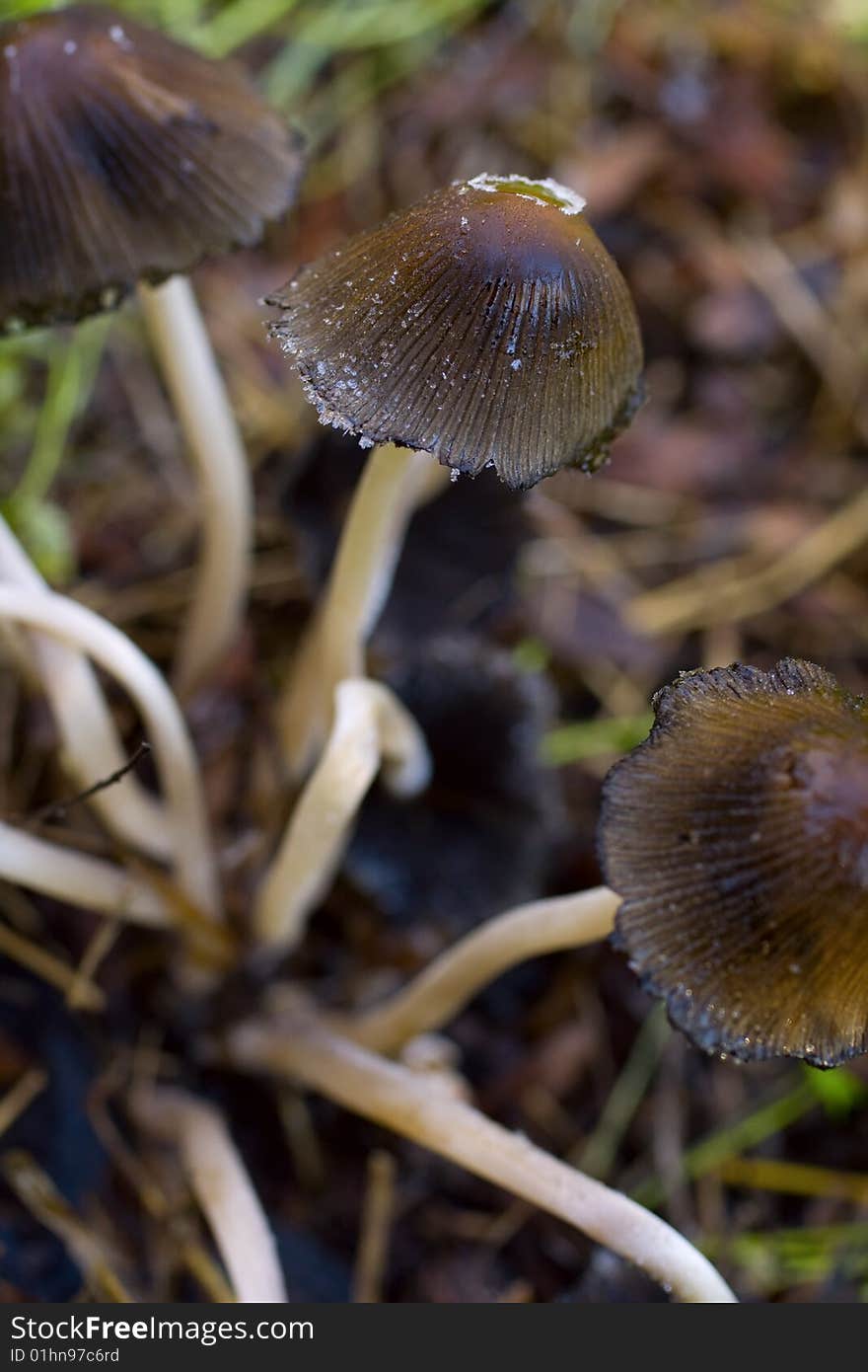 Brown mushrooms over grass with dew drops. Brown mushrooms over grass with dew drops