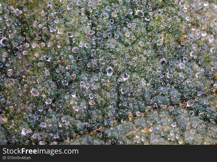 Leaf closeup texture with dew drops