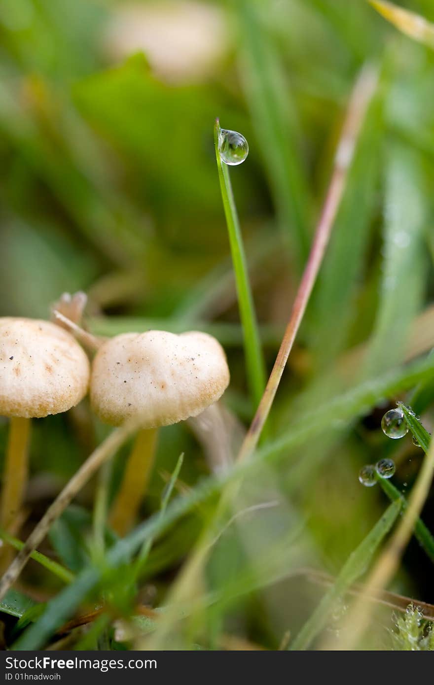 White mushrooms over grass with dew drops. White mushrooms over grass with dew drops