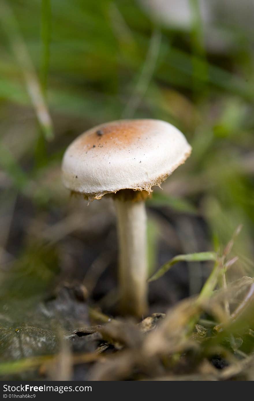 White Mushroom Macro Shot