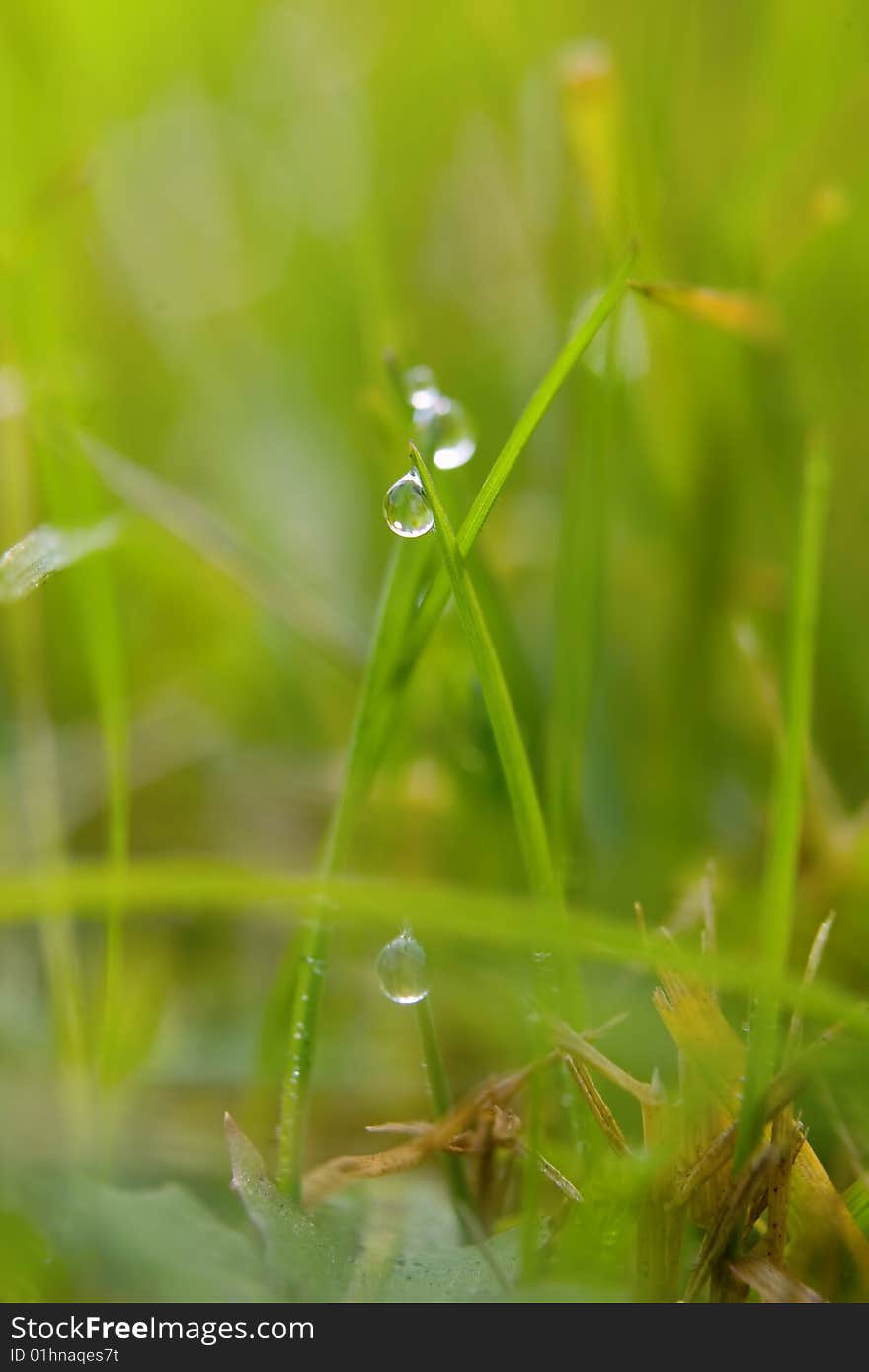 Fresh green grass with dew drops