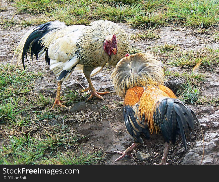 Rooster fight