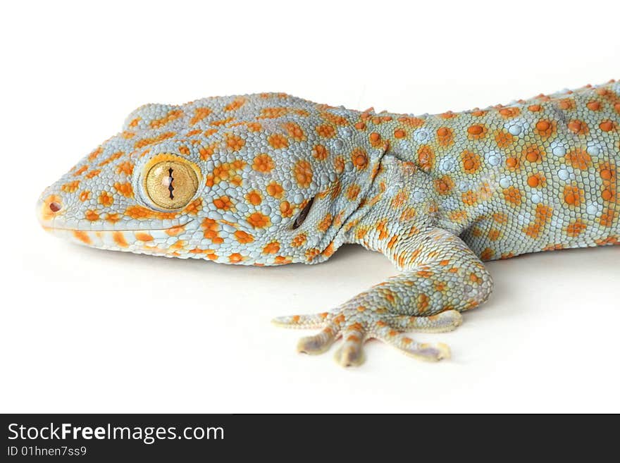 Gecko