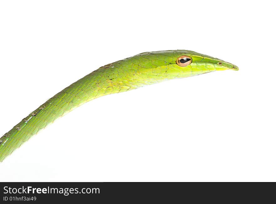 Green tree snake