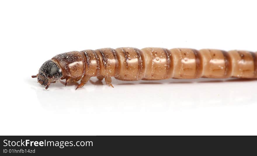 Mealworm