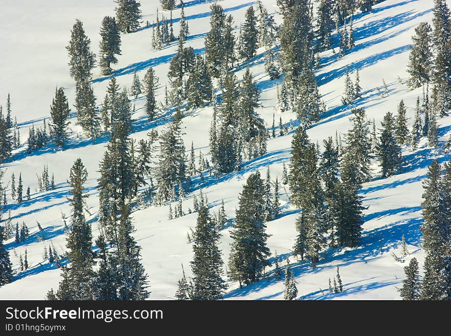 Winter forest landscape with shadows on the snow. Shot from above.