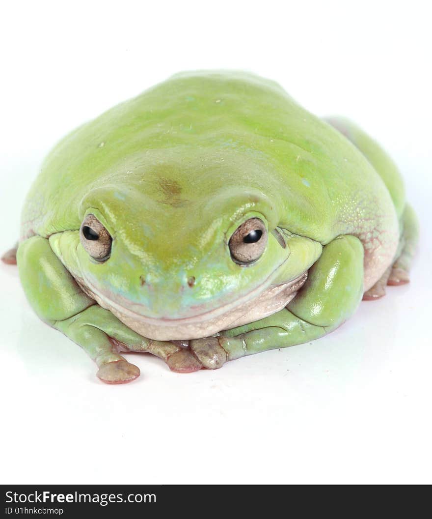 Green treefrog