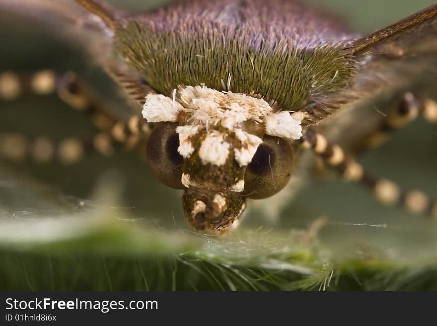 Moth face portrait on green leaf macro