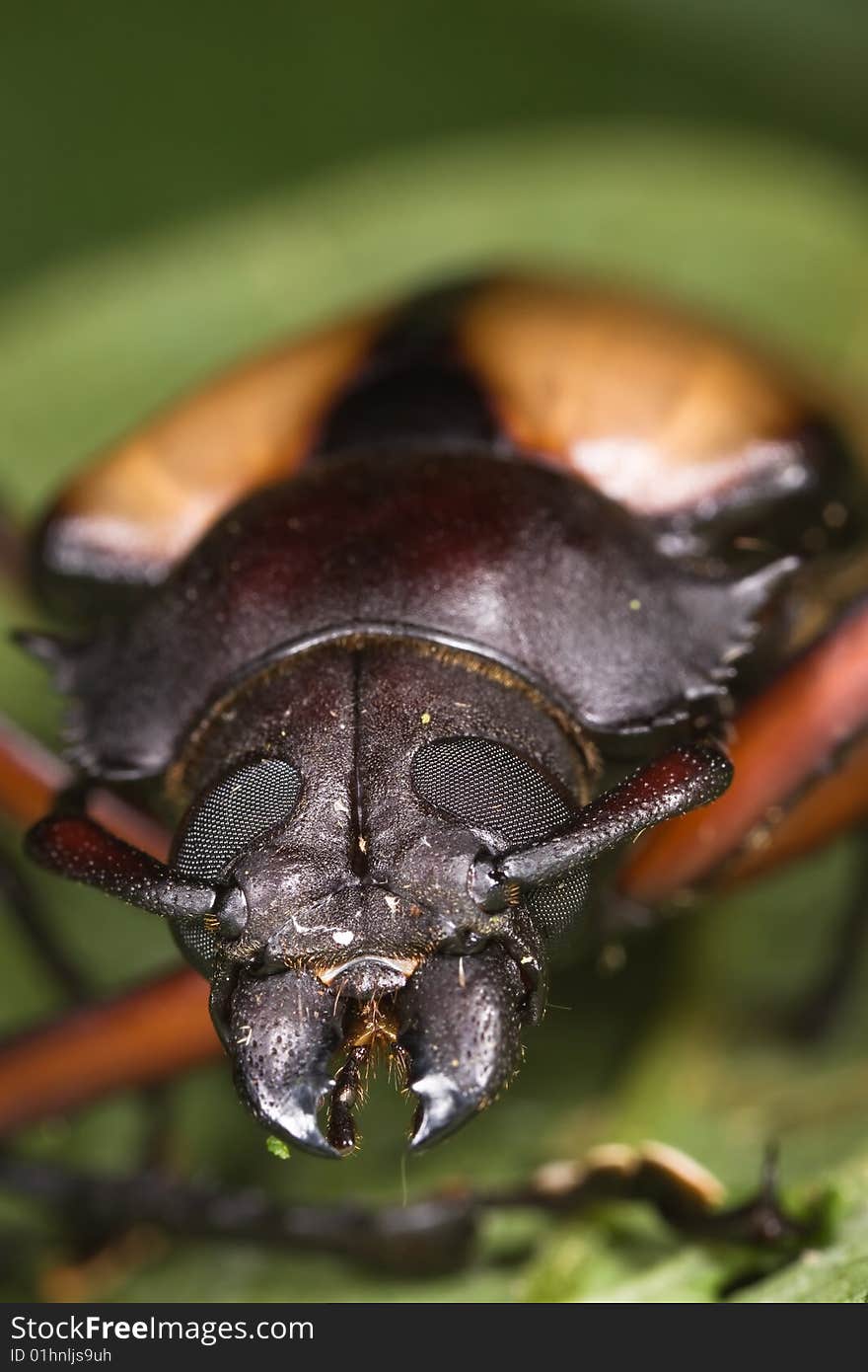 Beetle on green leaf face portrait. Beetle on green leaf face portrait