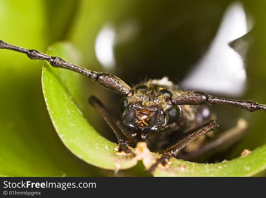 Beetle on green leaf face portrait. Beetle on green leaf face portrait