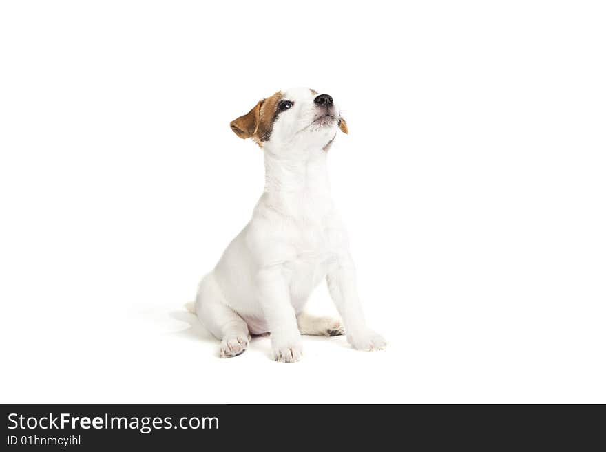 Isolated cute jack russell terrier puppy over white background