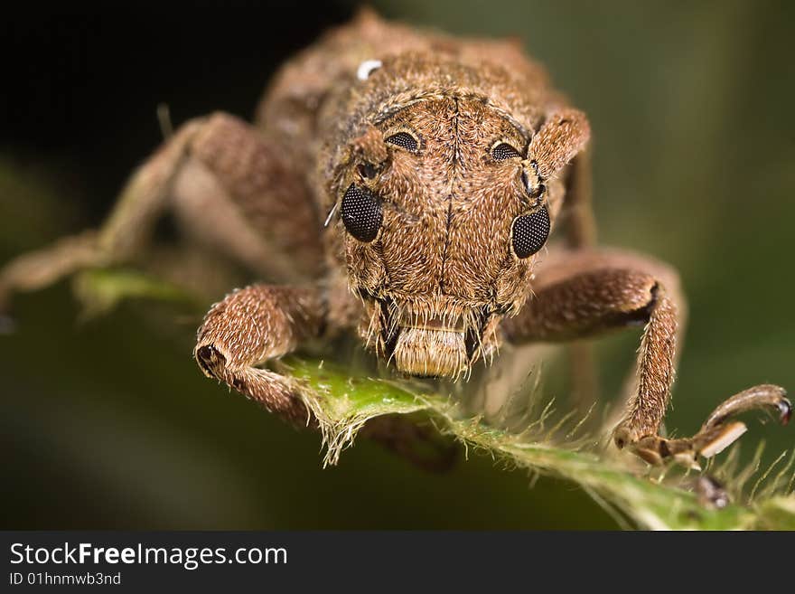 Beetle on green leaf face portrait. Beetle on green leaf face portrait