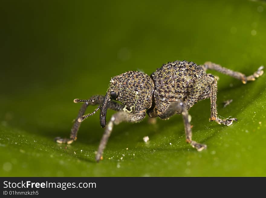 Weevil on green leaf side view macro