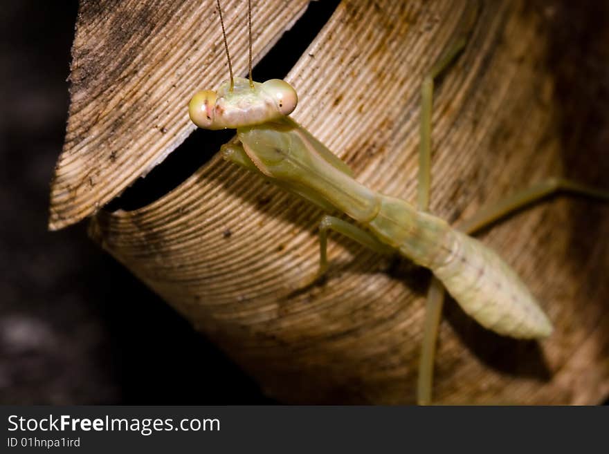 Mantis I captured in winter season