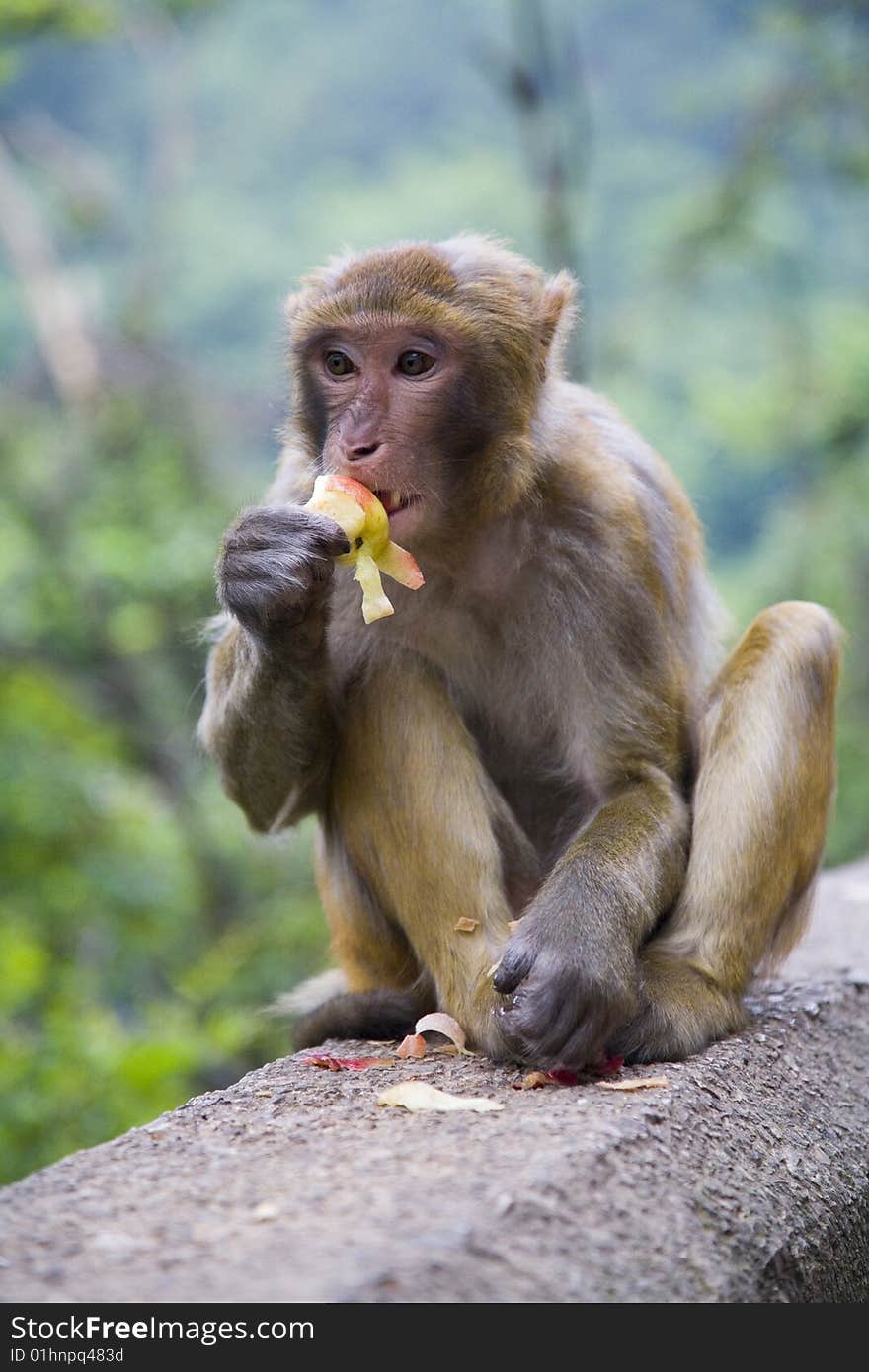 A monkey is eating peach happily in the forests. A monkey is eating peach happily in the forests.