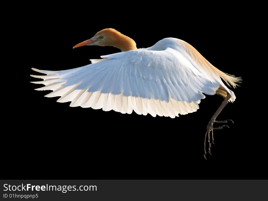 It is a egret in forest