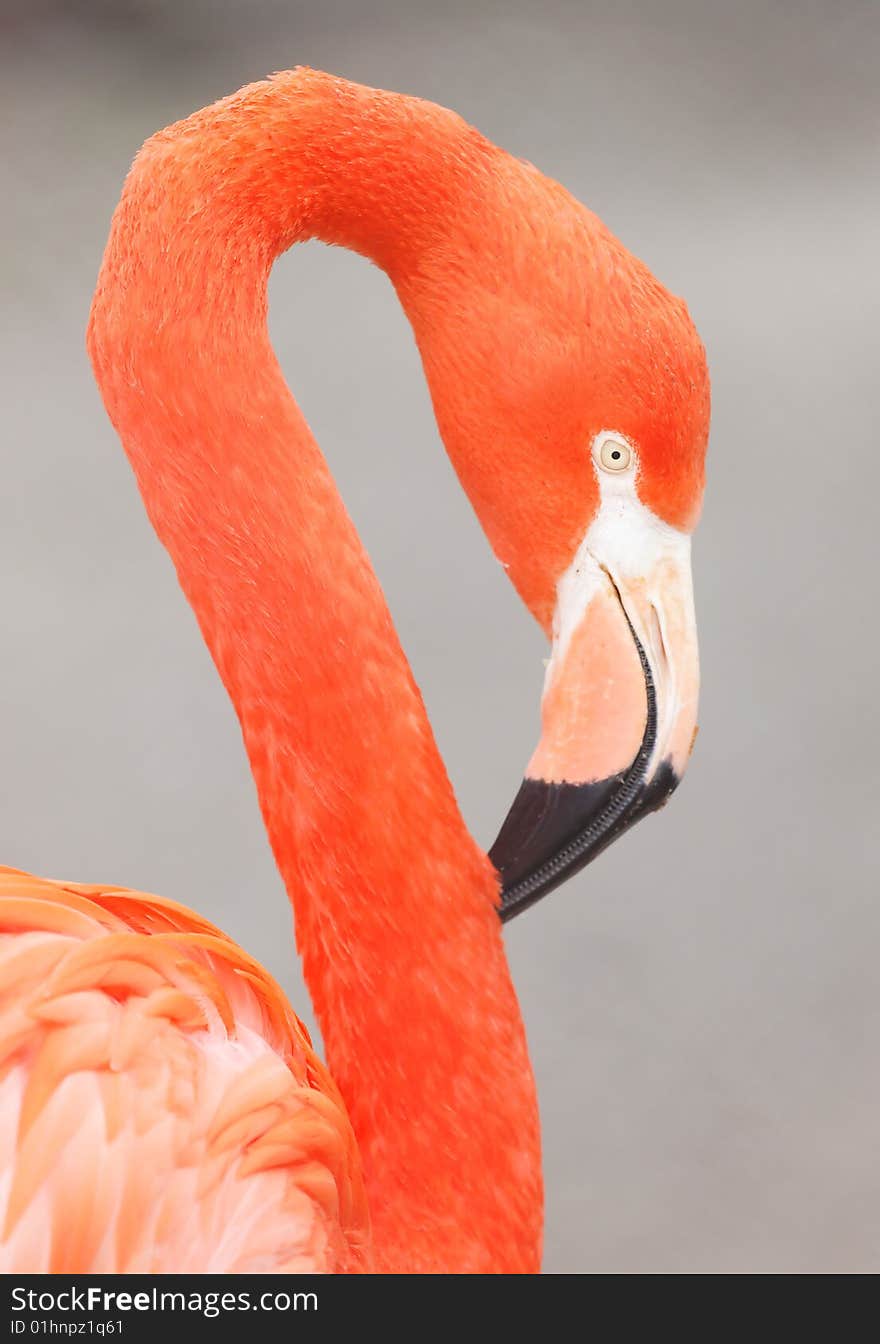 Flamingo