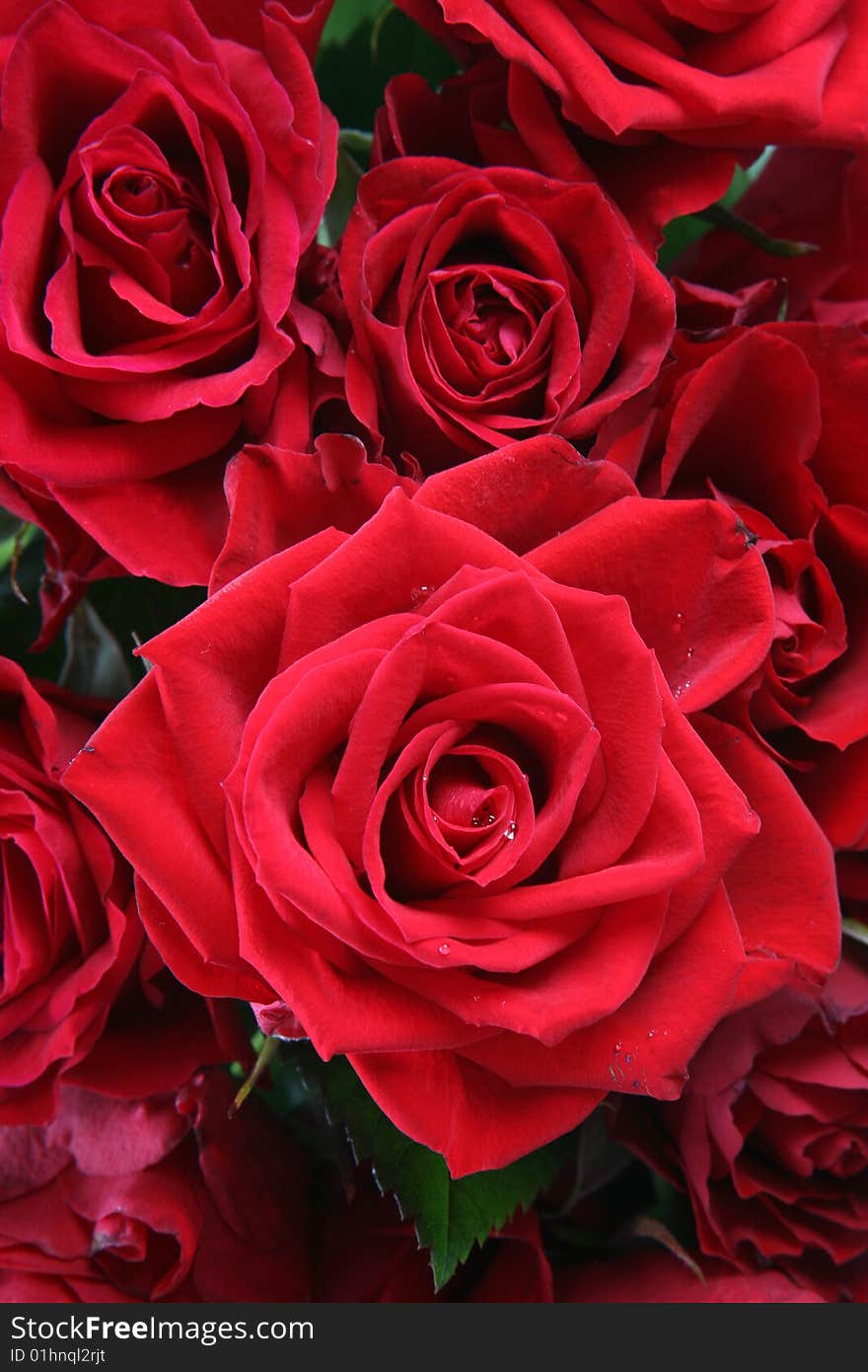 Red roses with water drops, background