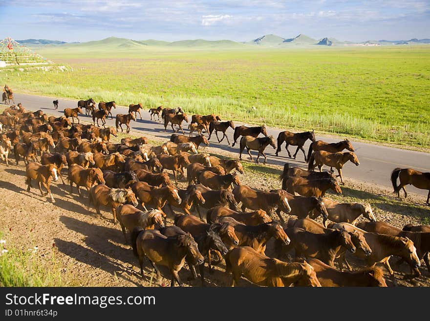 A group of horses are running.