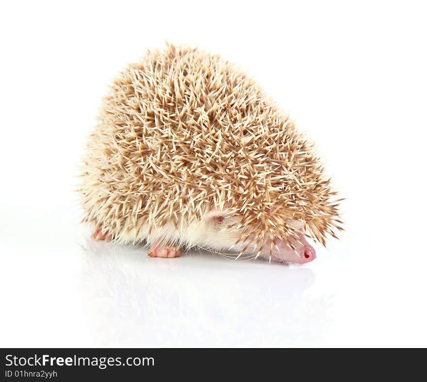 Hedghog