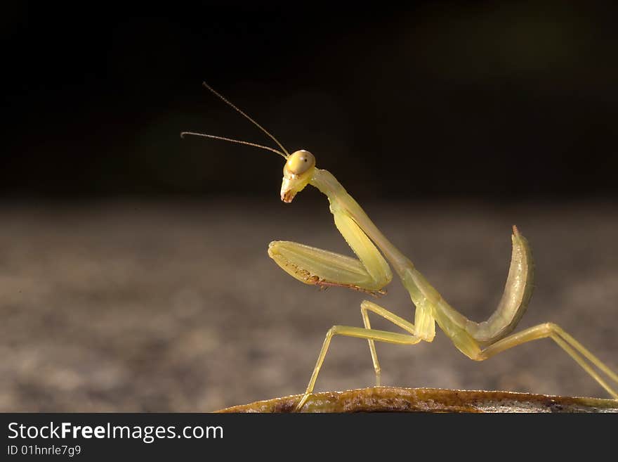 Mantis I captured in winter season