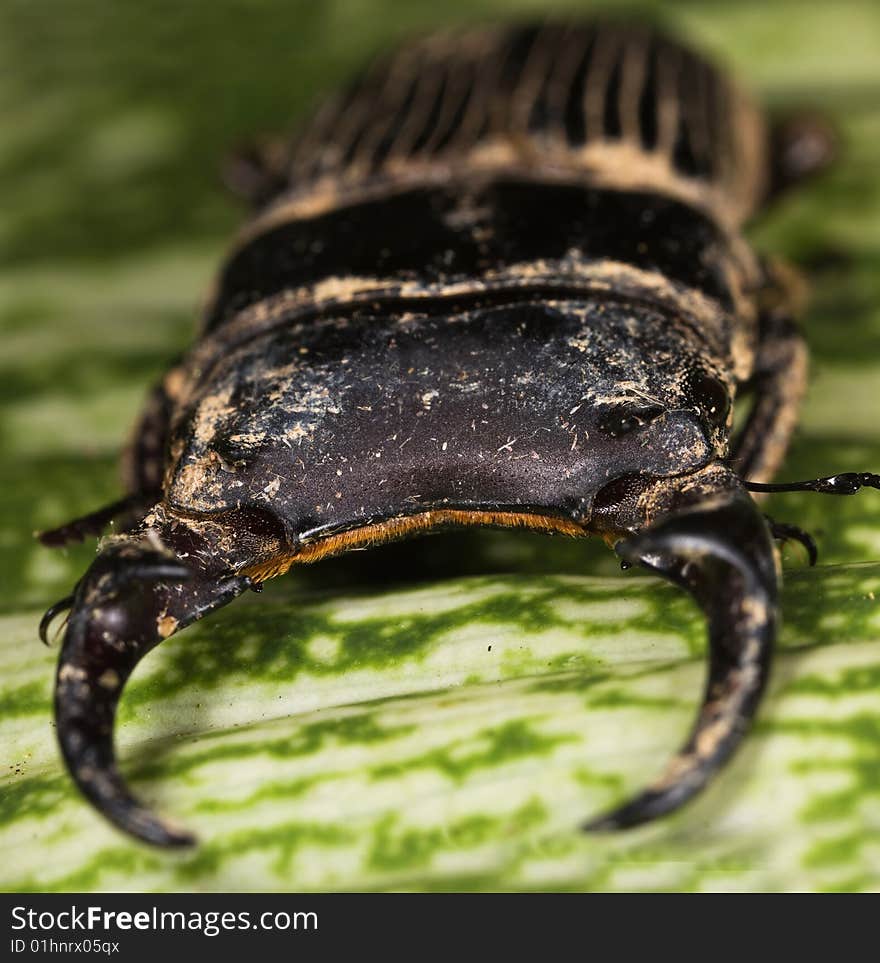 Beetle on green leaf face portrait. Beetle on green leaf face portrait