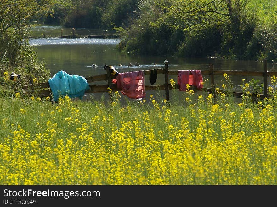 Yellow Flower farm in a rural area of China. Photo taken in the evening. Yellow Flower farm in a rural area of China. Photo taken in the evening